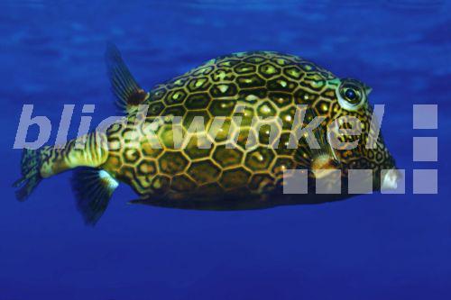 Vierhorn-Kofferfisch (Ostracion quadricornis, Acanthostracion quadricornis)<BR>scrawled cowfish (Ostracion quadricornis, Acanthostracion quadricornis) - H. Schmidbauer Vierhorn-Kofferfisch (Ostracion quadricornis, Acanthostracion quadricornis)<BR>scrawled cowfish (Ostracion quadricornis, Acanthostracion quadricornis) - H. Schmidbauer
