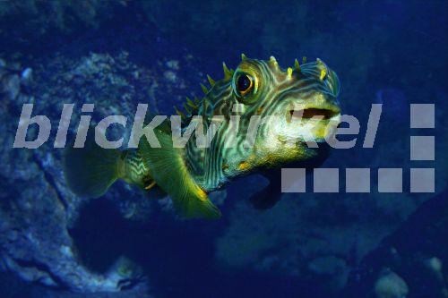 Gestreifter Kugelfisch (Chilomycterus schoepfi), Portraet<BR>stripped burrfish (Chilomycterus schoepfi), portrait - H. Schmidbauer Gestreifter Kugelfisch (Chilomycterus schoepfi), Portraet<BR>stripped burrfish (Chilomycterus schoepfi), portrait - H. Schmidbauer