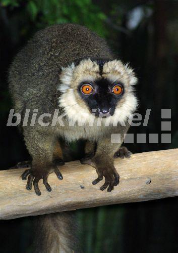Mongozmaki (Lemur mongoz, Petterus mongoz, Eulemur mongoz), auf einem Ast sitzend, von vorne<BR>mongoose lemur (Lemur mongoz, Petterus mongoz, Eulemur mongoz), sitting on a branch, frontal - H. Schmidbauer