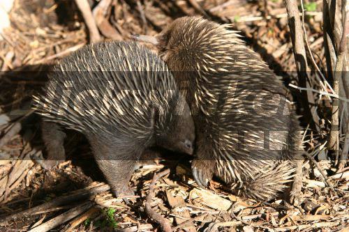 Kurzschnabeligel, Australien-Kurzschnabeligel, Kurz-Schnabel-Igel (Tachyglossus aculeatus), Mutter saeugt Jungtier, Australien, Victoria, Healthville<BR>short-nosed echidna, short-beaked echidna, spiny anteater (Tachyglossus aculeatus), female nursing young, Australia, Victoria - J. Hauke