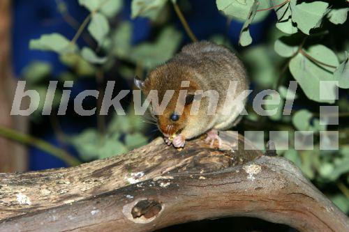 Spinifex-Huepfmaus (Notomys alexis), auf einem Ast sitzend, fressend, Australien, Victoria, Healthville<BR>spinifex hopping mouse (Notomys alexis), sitting on a branch, feeding, Australia, Victoria - J. Hauke Spinifex-Huepfmaus (Notomys alexis), auf einem Ast sitzend, fressend, Australien, Victoria, Healthville<BR>spinifex hopping mouse (Notomys alexis), sitting on a branch, feeding, Australia, Victoria - J. Hauke