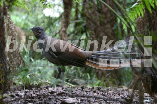 Grauruecken-Leierschwanz, Grau-Ruecken-Leier-Schwanz (Menura novaehollandiae), von der Seite, Australien, Victoria<BR>superb lyrebird (Menura novaehollandiae), lateral, Australia, Victoria - J. Hauke Grauruecken-Leierschwanz, Grau-Ruecken-Leier-Schwanz (Menura novaehollandiae), von der Seite, Australien, Victoria<BR>superb lyrebird (Menura novaehollandiae), lateral, Australia, Victoria - J. Hauke