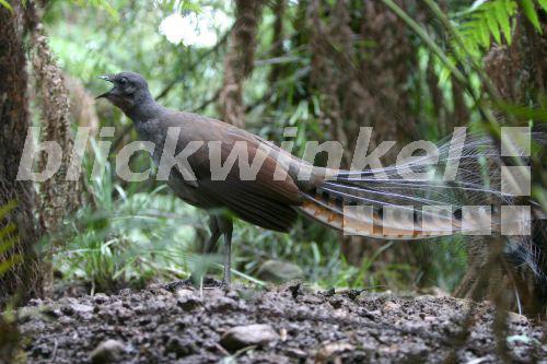 Grauruecken-Leierschwanz, Grau-Ruecken-Leier-Schwanz (Menura novaehollandiae), von der Seite, rufend, Australien, Victoria<BR>superb lyrebird (Menura novaehollandiae), lateral, yelling, Australia, Victoria - J. Hauke Grauruecken-Leierschwanz, Grau-Ruecken-Leier-Schwanz (Menura novaehollandiae), von der Seite, rufend, Australien, Victoria<BR>superb lyrebird (Menura novaehollandiae), lateral, yelling, Australia, Victoria - J. Hauke