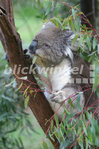 Koala, Koalabaer, Beutelbaer, Koala-Baer, Beutel-Baer (Phascolarctos cinereus), im Baum sitzend, fressend, Australien, Victoria, Wilsons Promontory<BR>koala, koala bear (Phascolarctos cinereus), sitting in tree, feeding, Australia, Victoria - J. Hauke