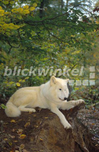 Polarwolf, Arktiswolf, Tundrawolf, Polar-Wolf, Arktis-Wolf, Tundra-Wolf (Canis lupus albus), ruhend auf Baumstumpf, Deutschland, Saarland, Merzig<BR>arctic wolf, tundra wolf (Canis lupus albus), resting on trunk, Germany, Saarland, Merzig - G. Kopp