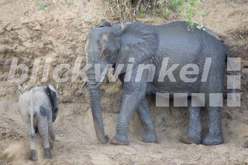 Elefant (Loxodonta africana), Mutter mit Kind im Staub badend, Suedafrika, Krueger Nationalpark, Jul 05.<BR>African elephant (Loxodonta africana), mother and calf dust bathing, South Africa, Kruger NP, Jul 05. - J. Hauke