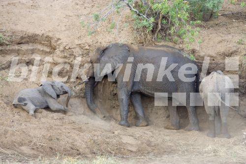 Elefant (Loxodonta africana), Mutter mit Kind im Staub badend, Suedafrika, Krueger Nationalpark, Jul 05.<BR>African elephant (Loxodonta africana), mother and calf dust bathing, South Africa, Kruger NP, Jul 05. - J. Hauke Elefant (Loxodonta africana), Mutter mit Kind im Staub badend, Suedafrika, Krueger Nationalpark, Jul 05.<BR>African elephant (Loxodonta africana), mother and calf dust bathing, South Africa, Kruger NP, Jul 05. - J. Hauke