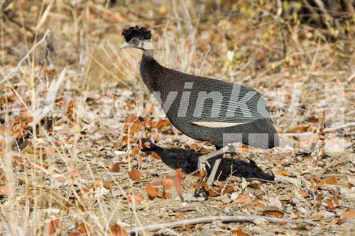 Kraeuselhauben-Perlhuhn, Haubenperlhuhn (Guttera pucherani, Guttera edouardi), Suedafrika, Krueger Nationalpark, Jul 05.<BR>crested guineafowl, Kenya guineafowl (Guttera pucherani, Guttera edouardi), South Africa, Kruger NP, Jul 05. - J. Hauke Kraeuselhauben-Perlhuhn, Haubenperlhuhn (Guttera pucherani, Guttera edouardi), Suedafrika, Krueger Nationalpark, Jul 05.<BR>crested guineafowl, Kenya guineafowl (Guttera pucherani, Guttera edouardi), South Africa, Kruger NP, Jul 05. - J. Hauke
