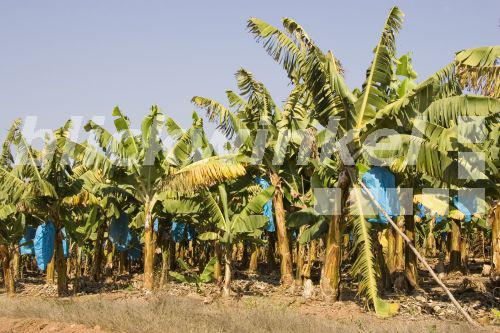 Banane (Musa spec.), Plantage, Suedafrika, Levubu, Jul 05.<BR>banana (Musa spec.), plantage, South Africa, Levubu, Jul 05. - J. Hauke Banane (Musa spec.), Plantage, Suedafrika, Levubu, Jul 05.<BR>banana (Musa spec.), plantage, South Africa, Levubu, Jul 05. - J. Hauke