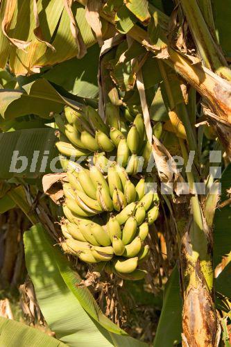 Banane (Musa spec.), Staude, Suedafrika, Levubu, Jul 05.<BR>banana (Musa spec.), plant, South Africa, Levubu, Jul 05. - J. Hauke