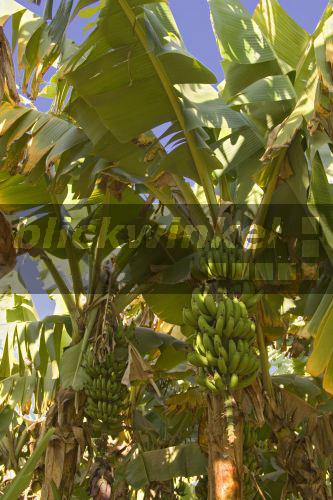 Banane (Musa spec.), Staude, Suedafrika, Levubu, Jul 05.<BR>banana (Musa spec.), plant, South Africa, Levubu, Jul 05. - J. Hauke