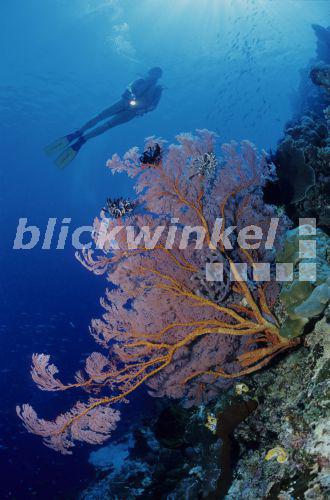 Steilwand mit Gorgonien und Taucher, Indonesien, Bunaken<BR>steep face with corals and diver, Indonesia - A. Trutnau