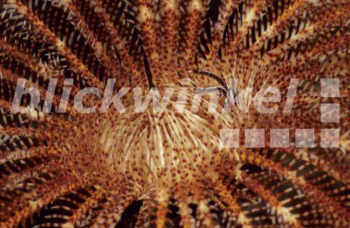 Haarsterne, Federsterne, Comatuliden (Comatulida), mit Springkrabbe, Indonesien, Manado<BR>feather stars, comatulids (Comatulida), with crab, Indonesia, Manado - A. Trutnau Haarsterne, Federsterne, Comatuliden (Comatulida), mit Springkrabbe, Indonesien, Manado<BR>feather stars, comatulids (Comatulida), with crab, Indonesia, Manado - A. Trutnau