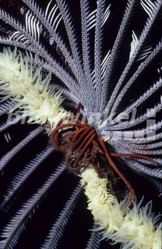 Edel-Haarstern, Nobler Busch-Haarstern (Comanthina nobilis), Ausschnitt, Indonesien, Komodo<BR>Noble feather star (Comanthina nobilis), section, Indonesia, Komodo Island - A. Trutnau Edel-Haarstern, Nobler Busch-Haarstern (Comanthina nobilis), Ausschnitt, Indonesien, Komodo<BR>Noble feather star (Comanthina nobilis), section, Indonesia, Komodo Island - A. Trutnau