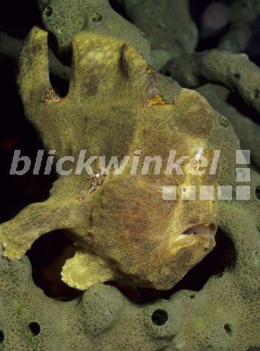 Anglerfische (Antennarius spec.), zwischen Koralle, Indonesien, Sumbawa<BR>angler (Antennarius spec.), between coral, Indonesia - A. Trutnau Anglerfische (Antennarius spec.), zwischen Koralle, Indonesien, Sumbawa<BR>angler (Antennarius spec.), between coral, Indonesia - A. Trutnau