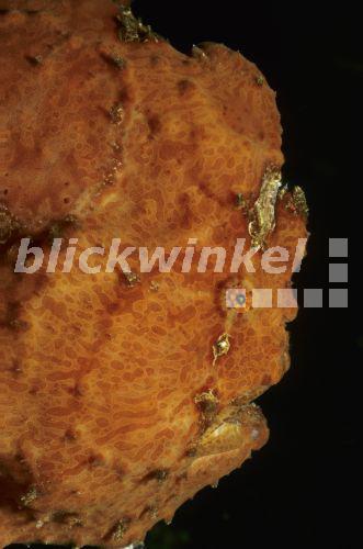 Anglerfische (Antennarius spec.), Portraet, Indonesien, Pulau Weh<BR>angler (Antennarius spec.), portrait, Indonesia - A. Trutnau