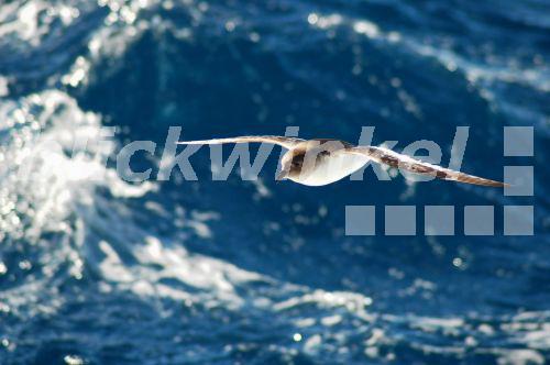 Antarktissturmvogel (Thalassoica antarctica), im Gleitflug ueber blauer Welle, Antarktis, Weddellmeer<BR>antarctic petrel (Thalassoica antarctica), gliding over blue wave, Antarctica - A. Rose Antarktissturmvogel (Thalassoica antarctica), im Gleitflug ueber blauer Welle, Antarktis, Weddellmeer<BR>antarctic petrel (Thalassoica antarctica), gliding over blue wave, Antarctica - A. Rose