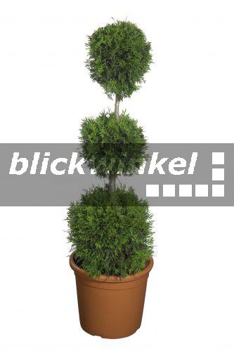 blickwinkel Abendlaendischer Lebensbaum (Thuja occidentalis 'Smaragd