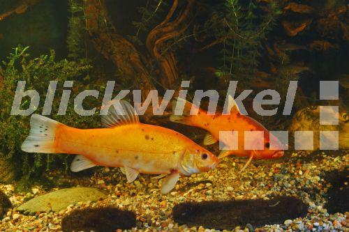 blickwinkel Goldschleie, Schleie, Schlei (Tinca tinca), Zuchtform