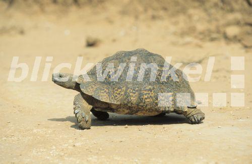 Pantherschildkroete, Panther-Schildkroete (Geochelone pardalis), laufend<BR>leopard tortoise (Geochelone pardalis), walking - W. Layer