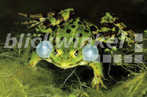 Wasserfrosch, Teichfrosch (Rana kl. esculenta, Rana esculenta), quakend<BR>European edible frog, common edible frog (Rana kl. esculenta, Rana esculenta), croaking - W. Layer Wasserfrosch, Teichfrosch (Rana kl. esculenta, Rana esculenta), quakend<BR>European edible frog, common edible frog (Rana kl. esculenta, Rana esculenta), croaking - W. Layer