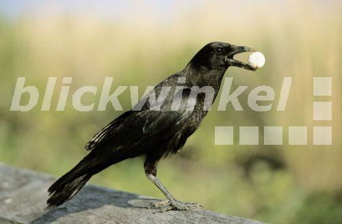 Fischkraehe, Fisch-Kraehe (Corvus ossifragus), Fischkraehe mit Ei im Schnabel, USA<BR>fish crow (Corvus ossifragus), fish crow with egg in its bill, USA - W. Layer Fischkraehe, Fisch-Kraehe (Corvus ossifragus), Fischkraehe mit Ei im Schnabel, USA<BR>fish crow (Corvus ossifragus), fish crow with egg in its bill, USA - W. Layer