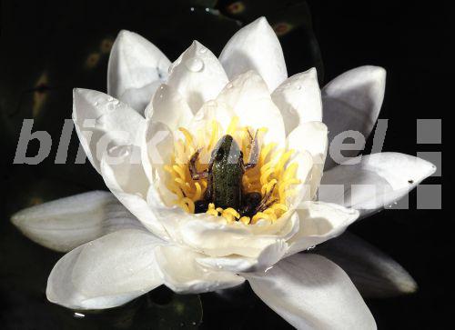 Wasserfrosch, Teichfrosch (Rana kl. esculenta, Rana esculenta), in der Bluete einer Seerose, Nymphaea alba, Deutschland<BR>European edible frog, common edible frog (Rana kl. esculenta, Rana esculenta), in the flower of a water-lily, Nymphaea alba, Germany - W. Layer Wasserfrosch, Teichfrosch (Rana kl. esculenta, Rana esculenta), in der Bluete einer Seerose, Nymphaea alba, Deutschland<BR>European edible frog, common edible frog (Rana kl. esculenta, Rana esculenta), in the flower of a water-lily, Nymphaea alba, Germany - W. Layer