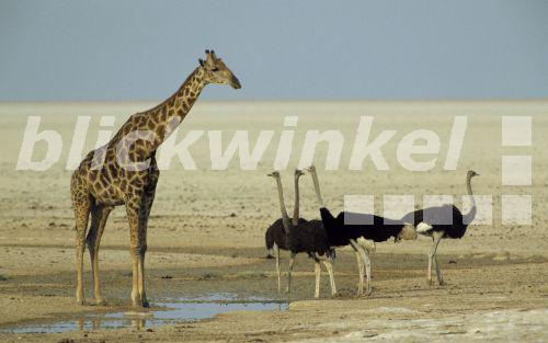 Giraffe (Giraffa camelopardalis), mit Straussen, Namibia, Etoscha NP<BR>giraffe (Giraffa camelopardalis), with ostrichs, Namibia, Etosha NP - W. Layer