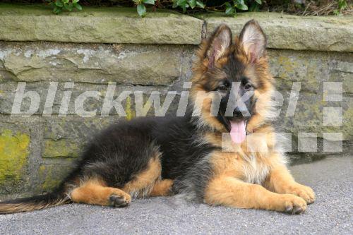 Deutscher Schaeferhund (Canis lupus f. familiaris), Welpe an einer Mauer liegend, Deutschland<BR>German Shepherd Dog (Canis lupus f. familiaris), puppy, Germany - F8-DASBILD