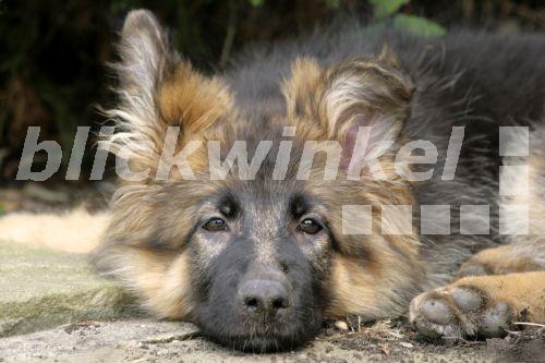 Deutscher Schaeferhund (Canis lupus f. familiaris), Portraet, Deutschland<BR>German Shepherd Dog (Canis lupus f. familiaris), portrait, Germany, Ruhr Area, Herdecke - F8-DASBILD Deutscher Schaeferhund (Canis lupus f. familiaris), Portraet, Deutschland<BR>German Shepherd Dog (Canis lupus f. familiaris), portrait, Germany, Ruhr Area, Herdecke - F8-DASBILD