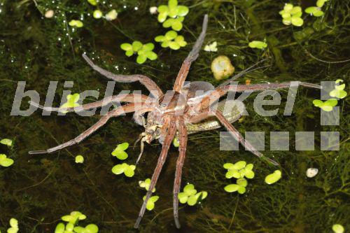 Moor-Jagdspinne, Moorjagdspinne (Dolomedes plantarius), mit erbeuteter Eintagsfliege, Deutschland, Bayern<BR>fen raft spider, great raft spider (Dolomedes plantarius), with captured mayfly, Germany, Bavaria - A. Hartl Moor-Jagdspinne, Moorjagdspinne (Dolomedes plantarius), mit erbeuteter Eintagsfliege, Deutschland, Bayern<BR>fen raft spider, great raft spider (Dolomedes plantarius), with captured mayfly, Germany, Bavaria - A. Hartl