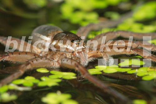 Moor-Jagdspinne, Moorjagdspinne (Dolomedes plantarius), Portrait, Deutschland, Bayern<BR>fen raft spider, great raft spider (Dolomedes plantarius), portrait, Germany, Bavaria - A. Hartl Moor-Jagdspinne, Moorjagdspinne (Dolomedes plantarius), Portrait, Deutschland, Bayern<BR>fen raft spider, great raft spider (Dolomedes plantarius), portrait, Germany, Bavaria - A. Hartl