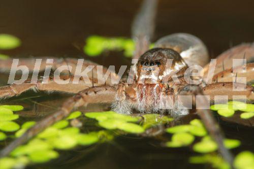 Moor-Jagdspinne, Moorjagdspinne (Dolomedes plantarius), Portrait, Frontalaufnahme, Deutschland, Bayern<BR>fen raft spider, great raft spider (Dolomedes plantarius), portrait, Germany, Bavaria - A. Hartl