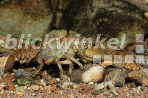 Steinkrebs, Stein-Krebs, Bachkrebs, Bach-Krebs (Astacus torrentium, Austropotamobius torrentium, Potamobius torrentium), grosses Maennchen, Deutschland, Bayern, Isental<BR>stone crayfish, torrent crayfish (Astacus torrentium, Austropotamobius torrentium, Potamobius torrentium), great male, Germany, Bavaria, Isental - A. Hartl