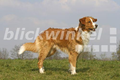 leonberger golden retriever mischlingshund leonberger golden retriever stehend auf wiese breeds picture leonberger golden retriever mischlingshund leonberger golden retriever stehend auf wiese breeds picture