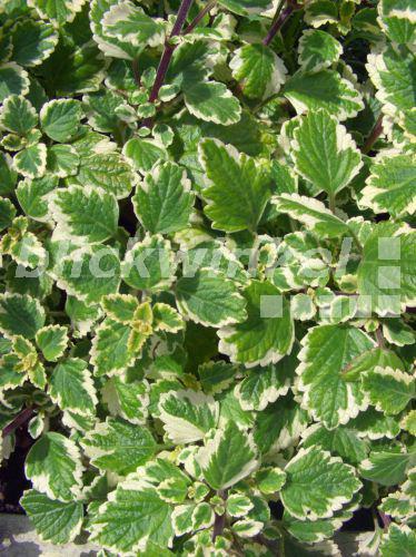 blickwinkel Weihrauch, Plectranthus, Harfenstrauch (Plectranthus