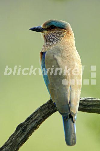 Hinduracke, Hindu-Racke (Coracias benghalensis), auf Ast, Indien, Rajasthan, Keoladeo Ghana Nationalpark<BR>Indian roller (Coracias benghalensis), on branch, India, Rajasthan, Keoladeo Ghana National Park - C. Huetter Hinduracke, Hindu-Racke (Coracias benghalensis), auf Ast, Indien, Rajasthan, Keoladeo Ghana Nationalpark<BR>Indian roller (Coracias benghalensis), on branch, India, Rajasthan, Keoladeo Ghana National Park - C. Huetter