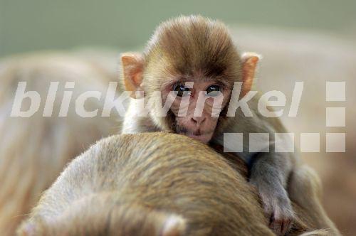 Rhesusaffe, Rhesus-Affe, Rhesusmakak, Rhesus-Makak (Macaca mulatta), Jungtier auf dem Ruecken der Mutter, Indien, Rajasthan, Keoladeo Ghana Nationalpark<BR>rhesus monkey, rhesus macacque (Macaca mulatta), pup on the back of its mother, India, Rajasthan, Keoladeo Ghana National Park - C. Huetter