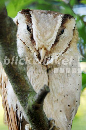 Maskeneule, Masken-Eule, Fratzen-Eule, Fratzeneule (Phodilus badius), Portraet<BR>Bay Owl, Oriental Bay Owl (Phodilus badius), portrait - C. Huetter Maskeneule, Masken-Eule, Fratzen-Eule, Fratzeneule (Phodilus badius), Portraet<BR>Bay Owl, Oriental Bay Owl (Phodilus badius), portrait - C. Huetter