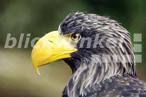 Riesenseeadler, Riesensee-Adler (Haliaeetus pelagicus), Portraet<BR>Steller's sea eagle (Haliaeetus pelagicus), portrait - C. Huetter Riesenseeadler, Riesensee-Adler (Haliaeetus pelagicus), Portraet<BR>Steller's sea eagle (Haliaeetus pelagicus), portrait - C. Huetter