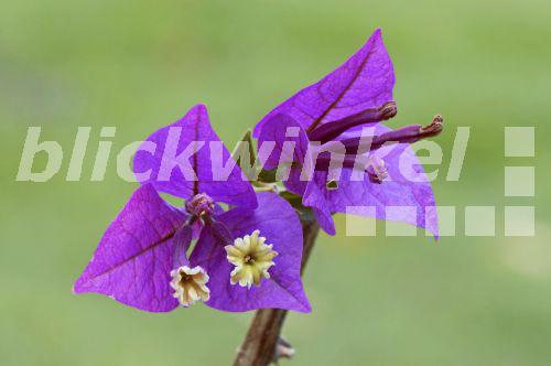 Kahle Drillingsblume (Bougainvillea glabra), Blueten<BR>Bougainvillea (Bougainvillea glabra), blossoms - C. Huetter