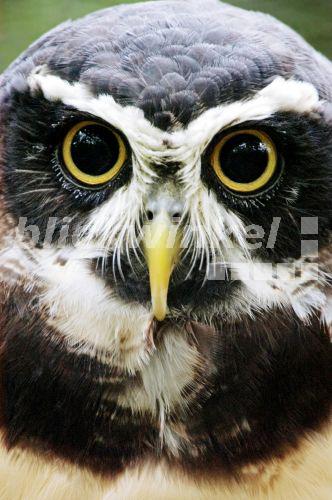Brillenkauz, Brillen-Kauz (Pulsatrix perspicillata), Portraet<BR>spectacled owl (Pulsatrix perspicillata), portrait - C. Huetter Brillenkauz, Brillen-Kauz (Pulsatrix perspicillata), Portraet<BR>spectacled owl (Pulsatrix perspicillata), portrait - C. Huetter