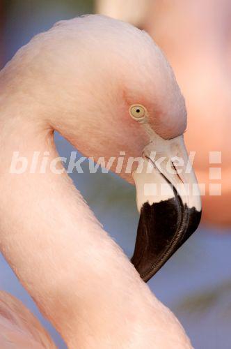 Chileflamingo, Chile-Flamingo, Chilenischer Flamingo (Phoenicopterus chilensis), Portraet<BR>Chilean flamingo (Phoenicopterus chilensis), portrait - C. Huetter