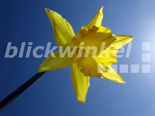 Narzisse, Osterglocke (Narcissus spec.), Bluete gegen blauem Himmel<BR>daffodil (Narcissus spec.), blossom against blue sky - A. Rose Narzisse, Osterglocke (Narcissus spec.), Bluete gegen blauem Himmel<BR>daffodil (Narcissus spec.), blossom against blue sky - A. Rose