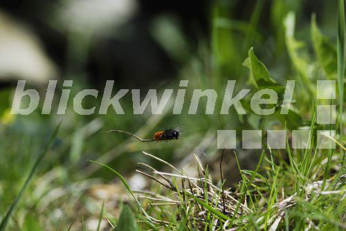 Zweifarbige Mauerbiene (Osmia bicolor), Mauerbiene tarnt ihr Schneckenhaus<BR>Bicoloured mason bee (Osmia bicolor), masking its' snail shell - McPHOTO/A. Spiering Zweifarbige Mauerbiene (Osmia bicolor), Mauerbiene tarnt ihr Schneckenhaus<BR>Bicoloured mason bee (Osmia bicolor), masking its' snail shell - McPHOTO/A. Spiering