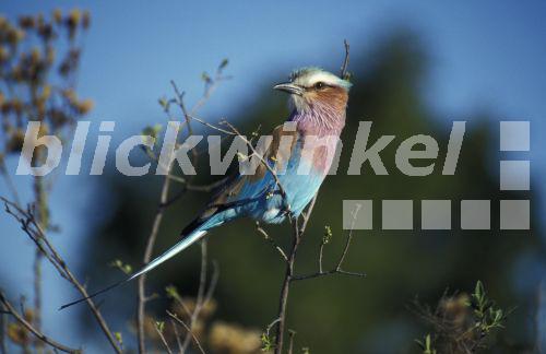 Senegalracke, Senegal-Racke (Coracias abyssinica, Coracias abyssinicus), auf Zweig, Simbabwe, Hwange Nationalpark<BR>Abyssinian roller, Lilac-breasted roller (Coracias abyssinica, Coracias abyssinicus), on twig, Zimbabwe, Hwange National Park - McPHOTO Senegalracke, Senegal-Racke (Coracias abyssinica, Coracias abyssinicus), auf Zweig, Simbabwe, Hwange Nationalpark<BR>Abyssinian roller, Lilac-breasted roller (Coracias abyssinica, Coracias abyssinicus), on twig, Zimbabwe, Hwange National Park - McPHOTO
