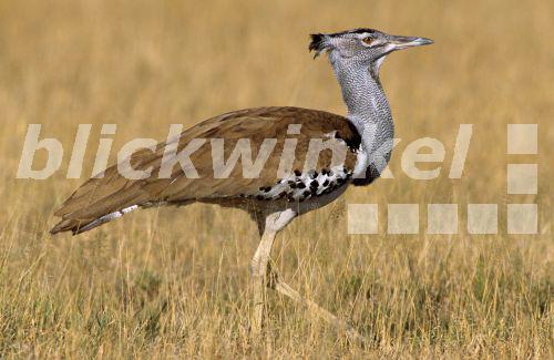 Riesen-Trappe, Riesentrappe, Koritrappe, Kori-Trappe (Ardeotis kori), Botswana, Chobe Nationalpark<BR>kori bustard (Ardeotis kori), Botswana, Chobe National Park - McPHOTO/Rebmann Riesen-Trappe, Riesentrappe, Koritrappe, Kori-Trappe (Ardeotis kori), Botswana, Chobe Nationalpark<BR>kori bustard (Ardeotis kori), Botswana, Chobe National Park - McPHOTO/Rebmann