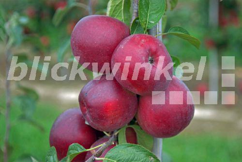 blickwinkel apfelbaum kultur apfel kulturapfel malus domestica enterprise apples