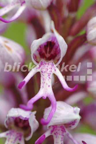 blickwinkel AffenKnabenkraut, Affenknabenkraut, Affenorchis, Affen