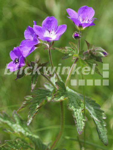 Wald-Storchschnabel, Waldstorchschnabel (Geranium sylvaticum), bluehend, Oesterreich, Tirol, Lechtaler Alpen<BR>Wood cranesbill (Geranium sylvaticum), blooming, Austria, Tyrol, Lechtaler Alpen - S. Derder Wald-Storchschnabel, Waldstorchschnabel (Geranium sylvaticum), bluehend, Oesterreich, Tirol, Lechtaler Alpen<BR>Wood cranesbill (Geranium sylvaticum), blooming, Austria, Tyrol, Lechtaler Alpen - S. Derder